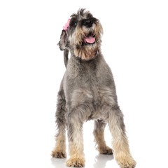 cute panting schnauzer with pink headband stands and looks up