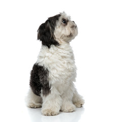 cute shih tzu sitting and looking up to side