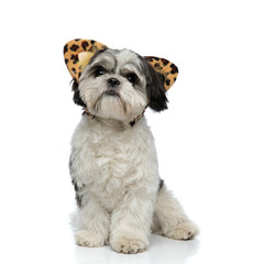 cute shih tzu wearing animal print ears headband looks up