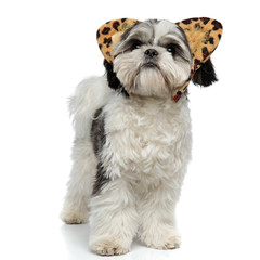 curious shih tzu with animal print ears looks up