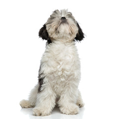 furry black and white shih tzu sits and looks up