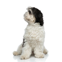 curious shih tzu sitting looks up to side