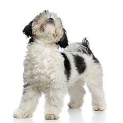 adorable furry shih tzu standing and looking up