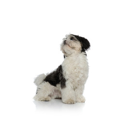 seated black and white shih tzu looks up to side