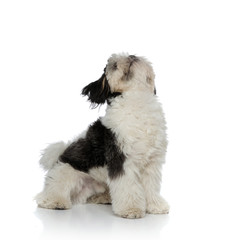 adorable black and white shih tzu sitting and looking up