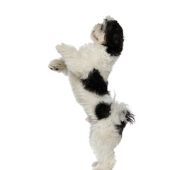 side view of playful shih tzu standing on two legs