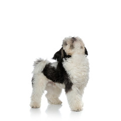side view of adorable shih tzu standing and looking up