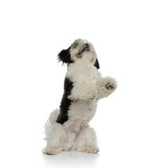 playful shih tzu raising on two legs and looking up