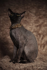 curious cat wearing gold collar sits and looks up