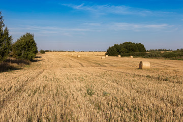 A strip of mown field with rolls of hay, extending into a perspective towards the horizon.