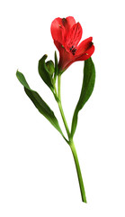 Fototapeta premium Closeup of red alstroemeria flowers
