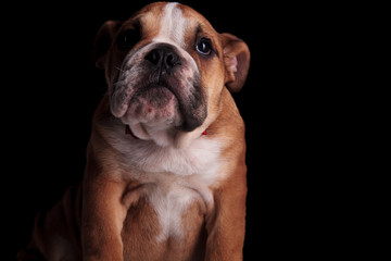 close up of classy english bulldog sitting and looking up