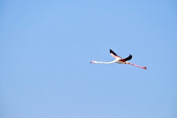 Fototapeta premium flamingos