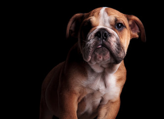 cute brown and white english bulldog standing with tongue exposed
