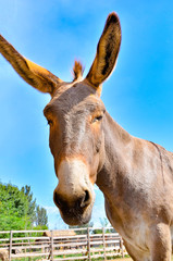 Photo of a donkey close up, wide-angle photo
