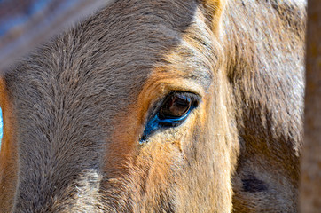 Closeup horse head