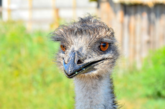 Closeup ostrich head