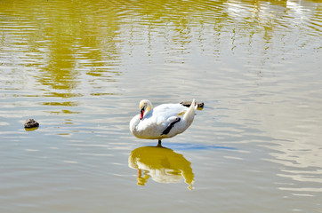White swan floats on water © andov