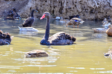 Black swan in dirty water © andov