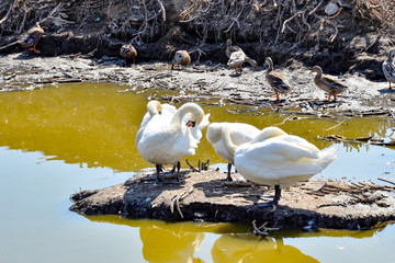 White swans on the island and wild ducks in the background. © andov