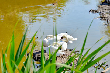 A family of white swans on the ground among the water. © andov