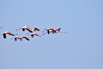 flamingos