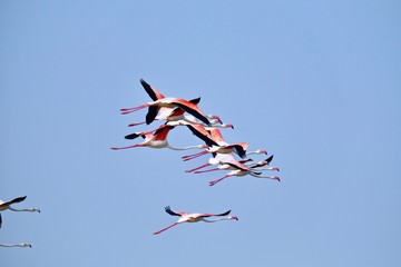 flamingos