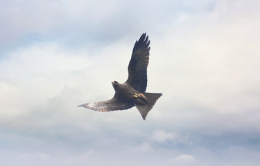 Flying Black Kite