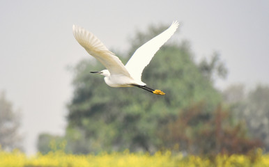 Cattle Egret flying