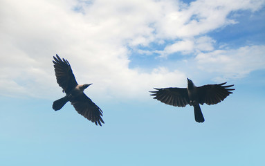 Flying Crows