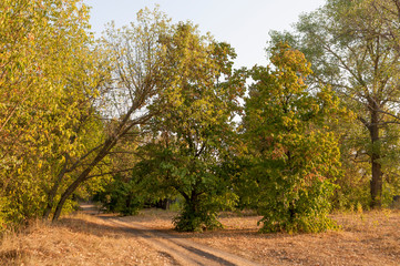 Fototapeta premium Early fall trees of green and yellow colors. Landscape