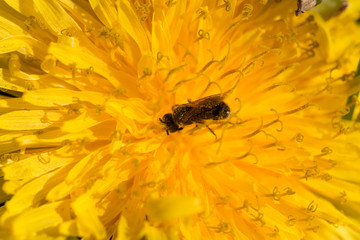 bee