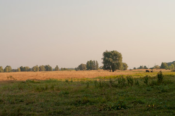 Obraz premium Early fall trees of green and yellow colors. Landscape