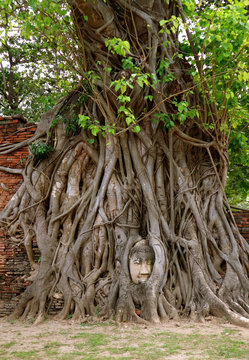 Sandstone Buddha Image's Head Trapped in the Bodhi Tree Roots at Wat Mahathat Ancient Temple in Ayutthaya Historical Park, Central Region of Thailand 