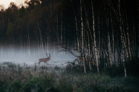 Fototapeta Beautiful red deer stag goes to foggy misty forest in autumn in Belarus