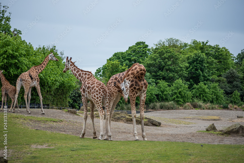 Wall mural two giraffes in the zoo