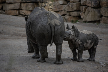 Naklejka premium rhinos in zoo