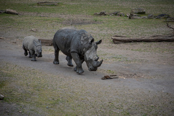 Fototapeta premium rhinoceros in zoo