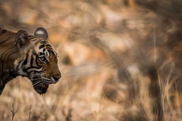 A male tiger after hunting the prey. Blood on his face at Ranthambore National Park, India