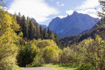 Slovenia landscape. Deciduous and pine forest. Alps at the background