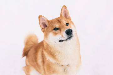 Brown pedigreed dog sitting in the snow on a field. Shiba inu