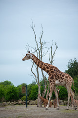 giraffe in africa