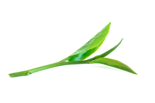 tea leaf isolated on white background.