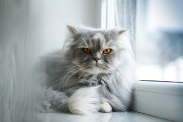 Beautiful Siberian cat lies on the windowsill