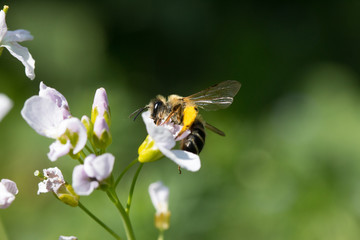 bee