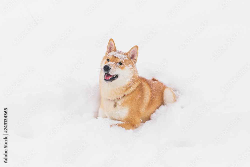 Wall mural Brown pedigreed dog playing with snow on a field. Shiba inu. Beautiful dog