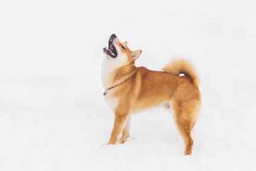 Brown pedigreed dog playing with snow on a field. Shiba inu. Beautiful dog