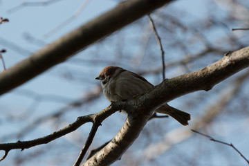 bird