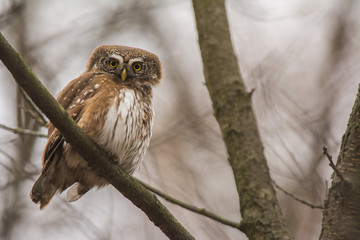 Small pygmy owl on branch in forest, Poland