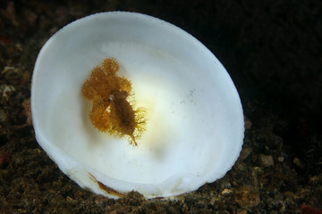 Hairy Octopus. Picture was taken in Lembeh strait, Indonesia